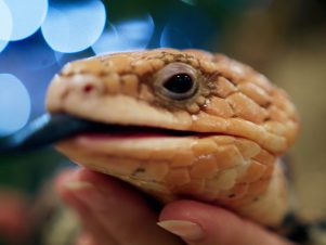 Lizard - Lake Mac Zoo Kids Parties video by Tommirock